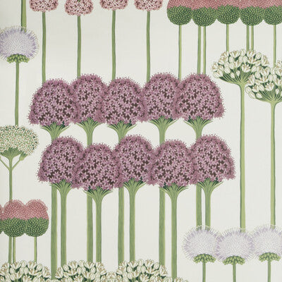 Allium