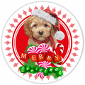 Copy of 10” Christmas Golden Doodle Dog Sign, Home Decor, Aluminum, The Ritzy Cactus
